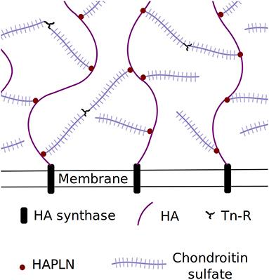 Perineuronal nets restrict transport near the neuron surface: A coarse-grained molecular dynamics study